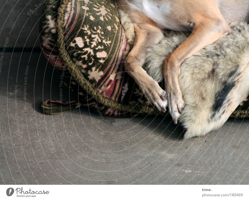 Träumen von den ewigen Jagdgründen Hund Decke Sofa Außenaufnahme schläfrig Müdigkeit Kissen Schaffell Garten Terrasse Beine Fell Pfote alt liegen