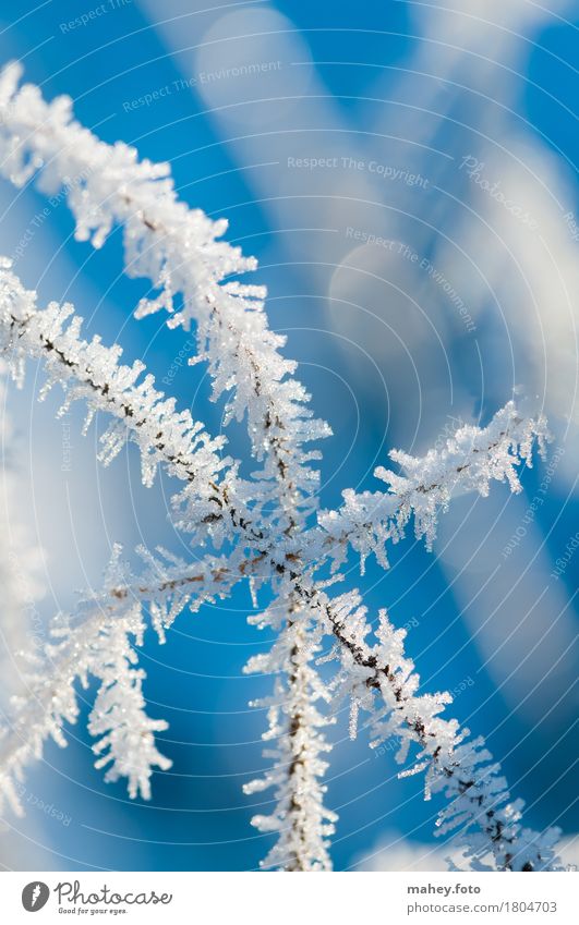 Berührungspunkt Natur Eis Frost berühren glänzend kalt blau weiß bizarr Eisblumen Hintergrundbild Naturphänomene Raureif Strukturen Winterkälte Winterlicht