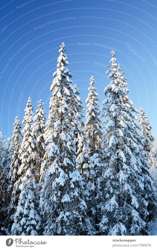 Fichtenwald Winter Wald Schnee Finnland nordisch Finnisch Landschaft Baum geschneit Wildnis