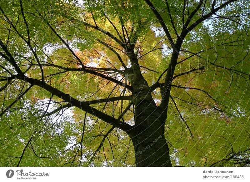 grüngelber Herbst von unten Froschperspektive Umwelt Natur Baum Park Wald Farbe Vergänglichkeit Wachstum