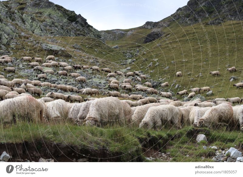 Schafherde in den Karpaten Landwirtschaft Forstwirtschaft Natur Landschaft Tier Sommer Hügel Berge u. Gebirge Herde Erholung Fressen füttern Zufriedenheit