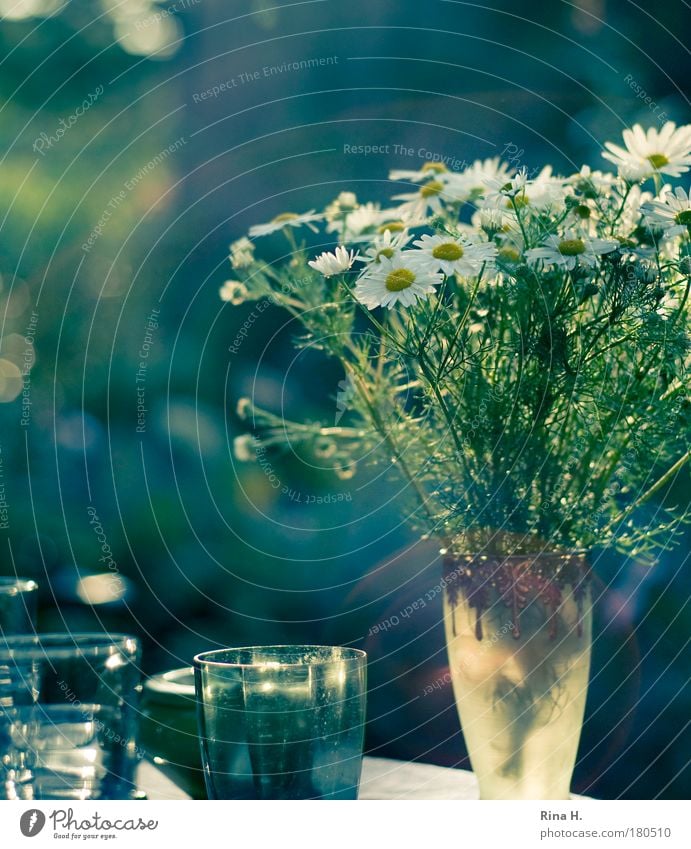 Ein schöner Tag Getränk Glück Glas genießen ästhetisch blau grün Stimmung Freude Zufriedenheit Lebensfreude Leichtigkeit ruhig Kamille Vase weiß Heilpflanzen