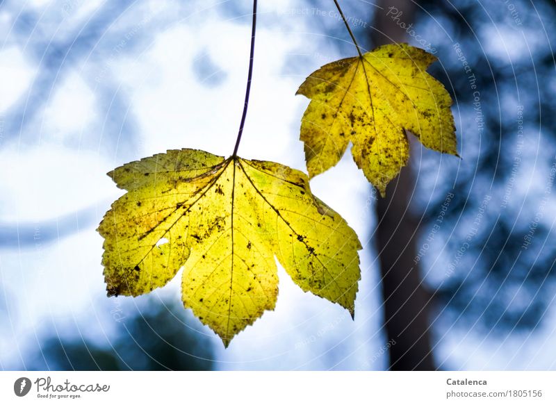 An einem dünnen Stiel, gelbe Ahornblätter vor einen dunklen, winterlichen Himmel Natur Pflanze Luft Baum Blatt Ahornblatt Wald hängen dehydrieren ästhetisch