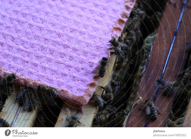 Varoabekämpfung Lebensmittel Ernährung Umwelt Natur Tier Nutztier Biene Schwarm trendy Imkerei schwammtuch varoamilbe varoabekämpfung Schädlinge Parasit