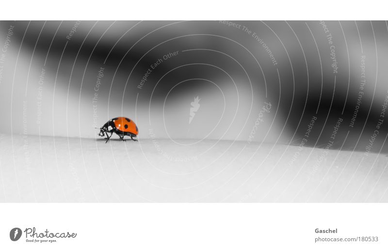 Ich seh' dich Kindheit Haut 1 Mensch Sommer Käfer Tier beobachten grau rot Neugier Genauigkeit Perspektive Marienkäfer Tag Außenaufnahme Detailaufnahme Licht