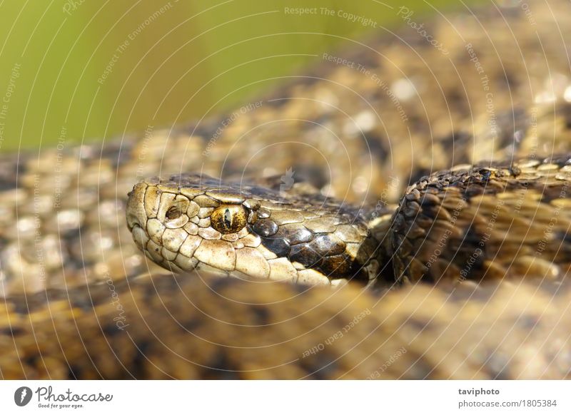 Porträt der seltensten europäischen Schlange Frau Erwachsene Natur Tier Wiese klein wild braun Angst gefährlich Farbe ursinii Rakkosiensis Vipera Natter Ottern