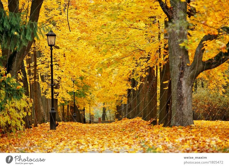 Bunter Park des Herbstes Oktober Ferien & Urlaub & Reisen Tourismus Ausflug Freiheit Natur Landschaft Pflanze Baum Blatt Wald Straße frisch natürlich braun gelb