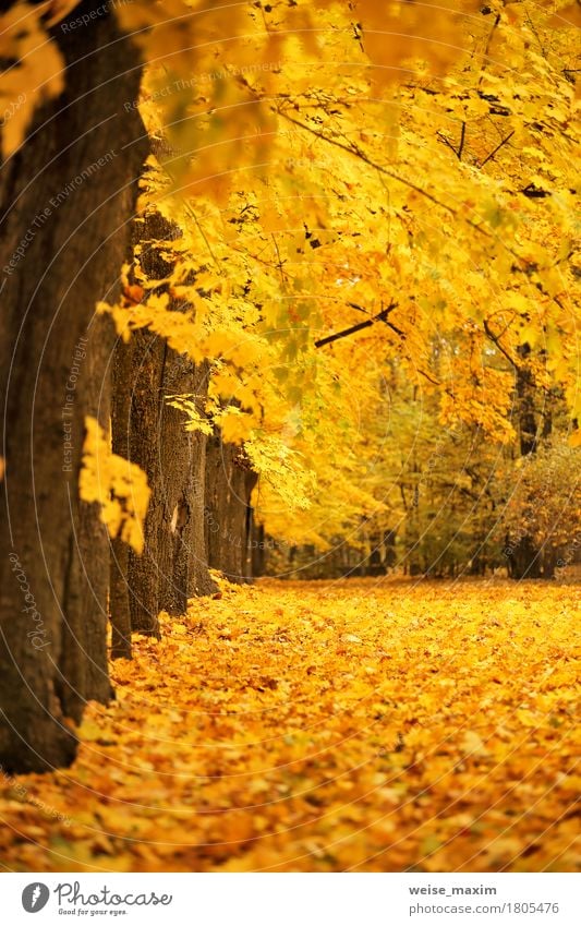 Bunter Park des Herbstes Oktober Ferien & Urlaub & Reisen Tourismus Umwelt Natur Landschaft Pflanze Baum Blatt Wald frisch hell natürlich braun gelb gold rot