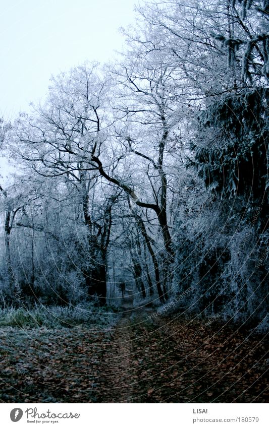 winter wonderland Farbfoto Gedeckte Farben Außenaufnahme Menschenleer Abend Dämmerung Kontrast Silhouette Zentralperspektive Umwelt Natur Landschaft Pflanze