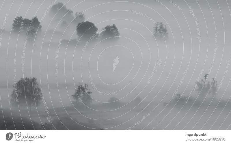 Dicke Luft Umwelt Natur Landschaft Pflanze Herbst Klima Wetter Nebel Baum Wiese Feld Salzkammergut Österreich Zeller See natürlich Schwüle Ferne undurchsichtig