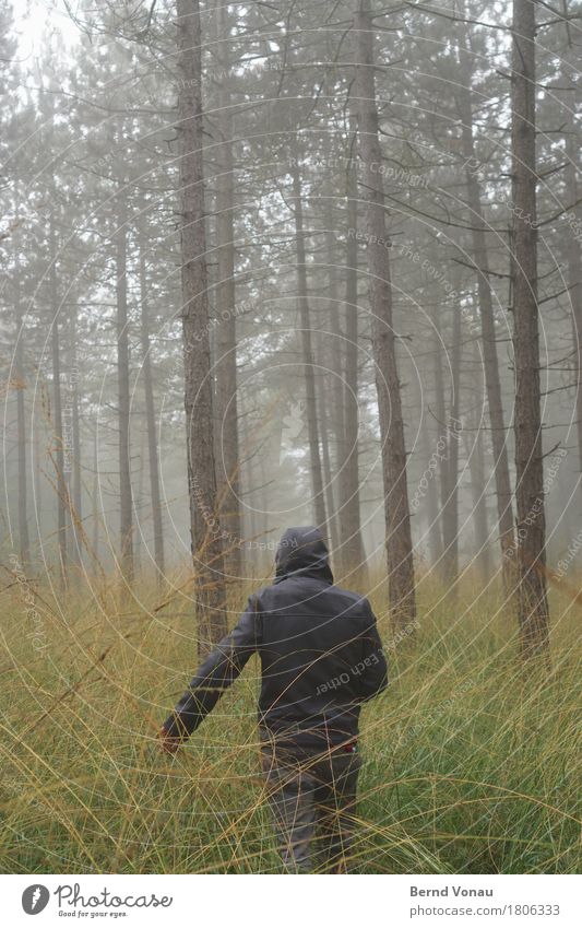 /|| 1 Mensch gehen Wald Spaziergang schlechtes Wetter grün Herbst Baum Kiefer dünn hoch Einsamkeit nachdenklich Wetterschutz Kapuze Gras Natur grau Nebel Dunst