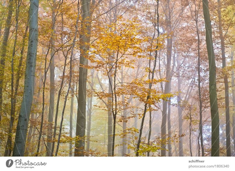 Dust & Gold Natur Pflanze Herbst Nebel Baum Wald mehrfarbig gelb gold Laubwald Laubbaum herbstlich Herbstlaub Herbstfärbung Herbstwald Herbstwetter