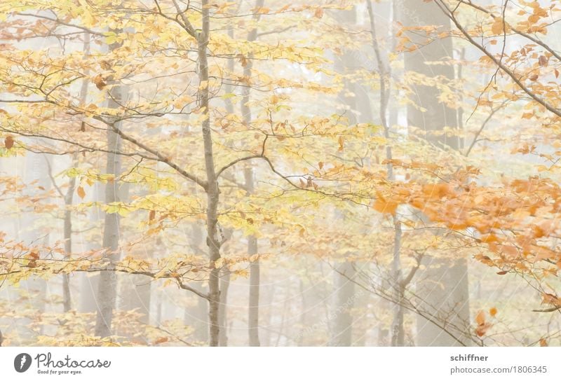 Fade away Natur Herbst Nebel Pflanze Baum Wald braun gelb orange herbstlich Herbstlaub Herbstfärbung Herbstwald Herbstwetter Laubwald Ast Außenaufnahme