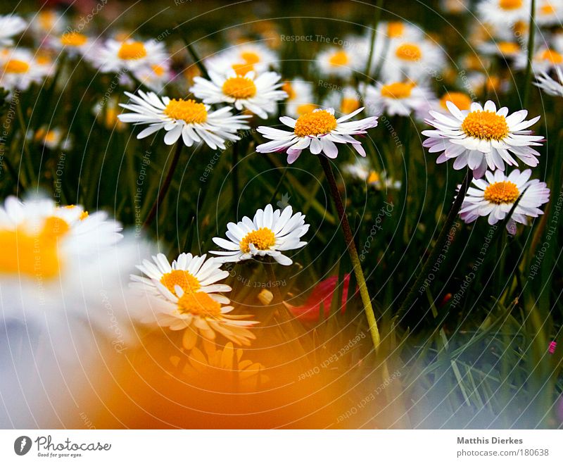 Daisy Farbfoto Unschärfe schön Erholung Sommer Natur Pflanze Frühling Blume Gras Blüte Wiese liegen dunkel Fröhlichkeit gelb Trauer Vergänglichkeit Kranz