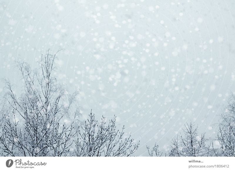 Schneegestöber Winter Schneefall Baum hell Flockenwirbel Schneeflocke winterlich Schneetreiben