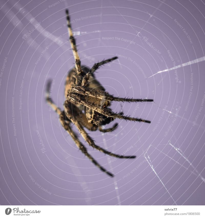 Lauerstellung nur Himmel Tier Spinne 1 beobachten berühren hängen Jagd bedrohlich Ekel violett Wachsamkeit lau Angst Netz Spinnennetz Farbfoto Außenaufnahme