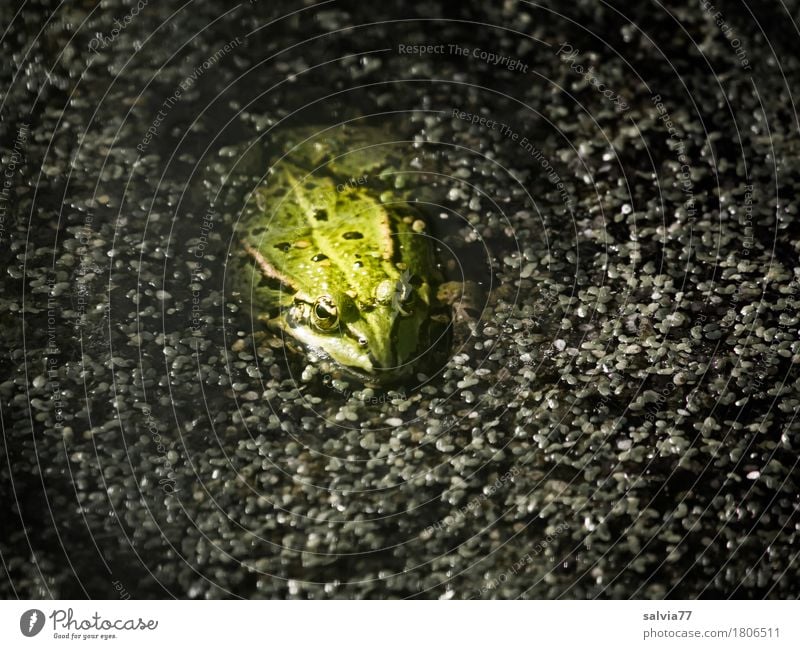 Linsensuppe mit Frosch Natur Pflanze Tier Wasser Sommer Moor Sumpf Teich See Tiergesicht Wasserfrosch Lurch 1 beobachten entdecken Schwimmen & Baden warten grau