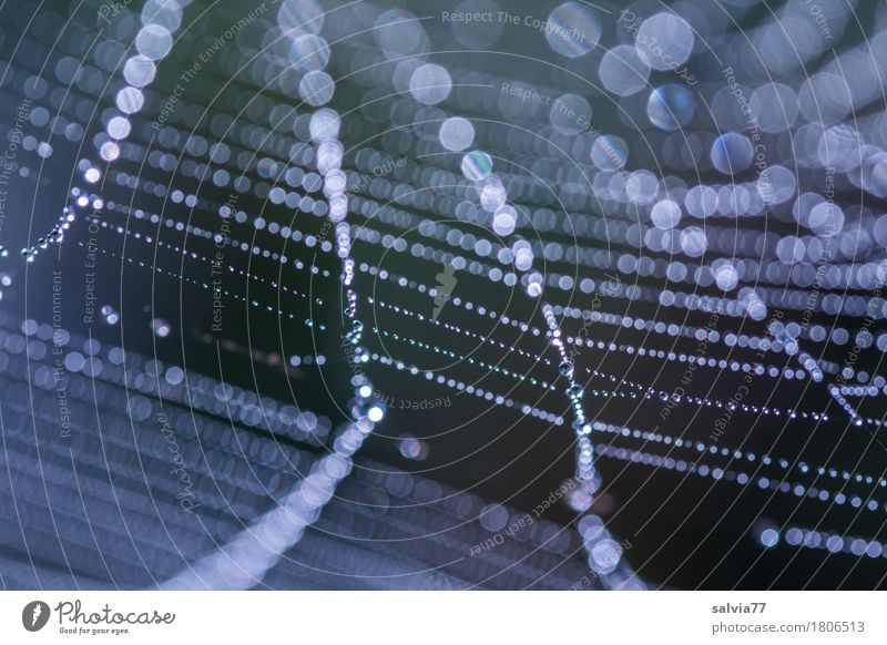Netzperlen Umwelt Natur Wassertropfen Tau Spinnennetz berühren glänzend frisch natürlich ruhig ästhetisch Leichtigkeit Perspektive Zusammenhalt Lichtspiel