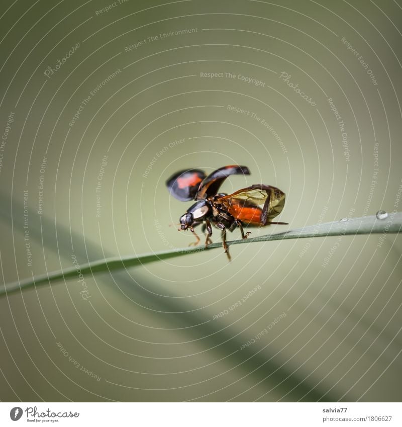 ein guter Start ist... Umwelt Natur Tier Frühling Sommer Blatt Halm Wildtier Käfer Flügel Insekt Marienkäfer 1 fliegen krabbeln klein Beginn Entschlossenheit