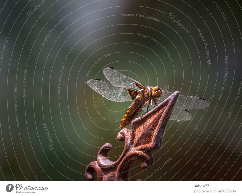 Orientierung | Spitzenaussicht ist immer gut Umwelt Natur Tier Sommer Garten Wildtier Libelle Libellenflügel Insekt Gliederfüßer 1 warten Geschwindigkeit braun