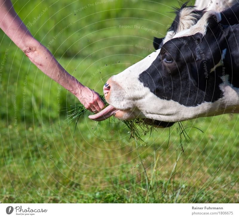 Eine Milchkuh frisst aus der Hand Wiese Tier Haustier Nutztier Kuh "Milchkuh Rind" 1 Fressen Gesundheit saftig Sauberkeit grün Tierliebe "handzahm Gras Futter
