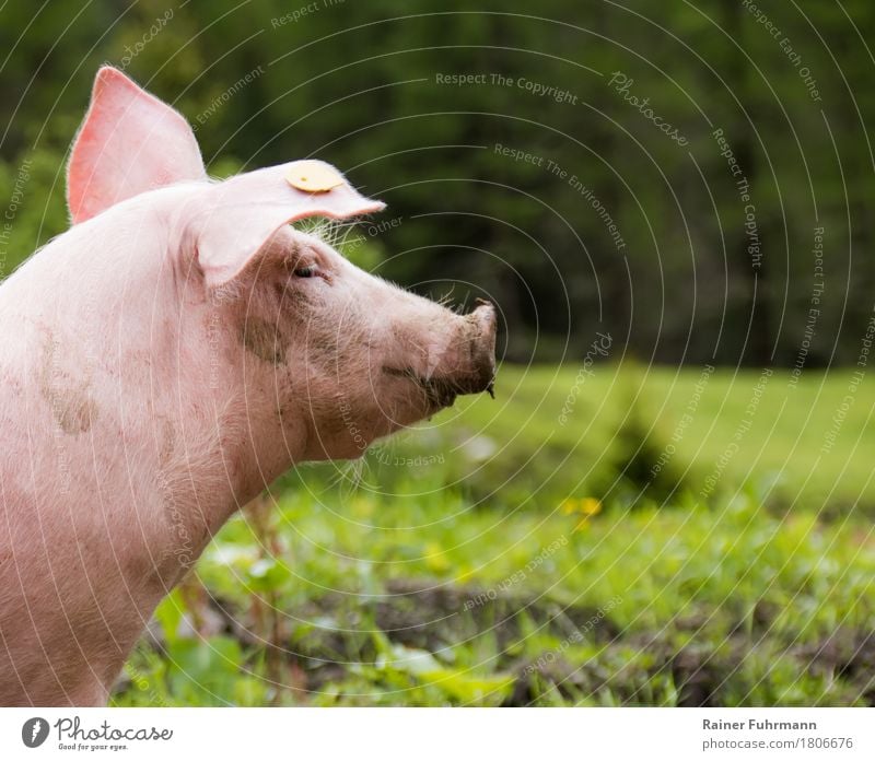 Ein Schwein auf grüner Wiese Fleisch Natur Pflanze Tier Haustier Nutztier "Schwein Hausschwein" 1 Fressen Blick frech Gesundheit rosa Tierliebe "Freilandhaltung