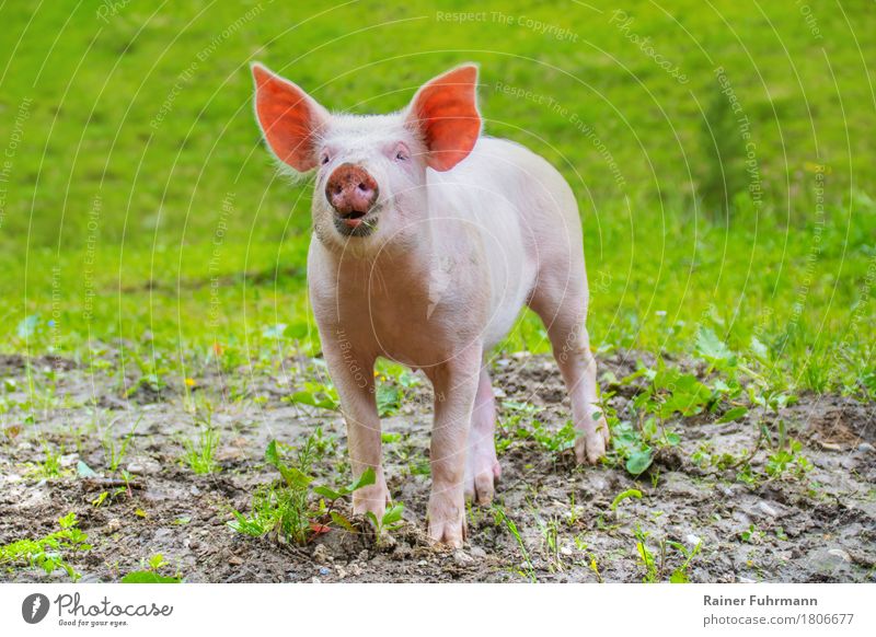 ein junges Hausschwein auf einer grünen Wiese Umwelt Tier Sommer Haustier Nutztier "Schwein Frischling Hausschwein" 1 Glück Zufriedenheit Lebensfreude Freude