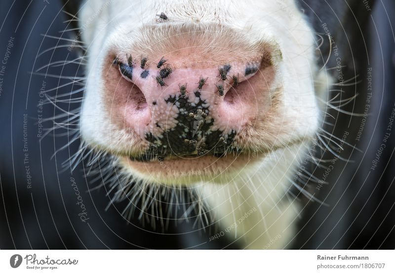 ein Schwarm Fliegen und eine Kuh Natur Tier Haustier Nutztier Ekel "lästig Nase Nüstern Mail Rind Vieh Ungeziefer" Farbfoto Außenaufnahme Tag Tierporträt