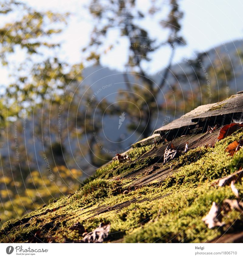 mit Irene unterwegs | moosbedeckt... Umwelt Natur Pflanze Himmel Herbst Schönes Wetter Baum Moos Blatt Berge u. Gebirge Gebäude Dach Holz liegen dehydrieren