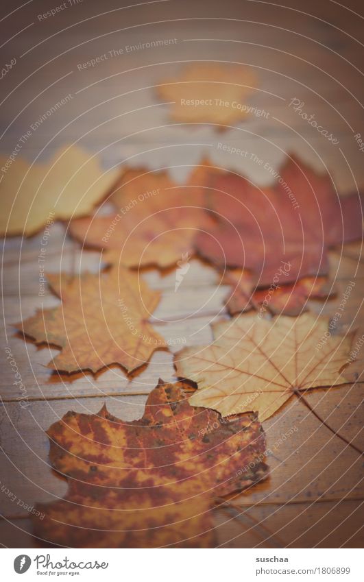 herbstlich Herbst Blatt mehrfarbig rot Bodenbelag Holz Natur Jahreszeiten Alter Vergänglichkeit Tod Traurigkeit