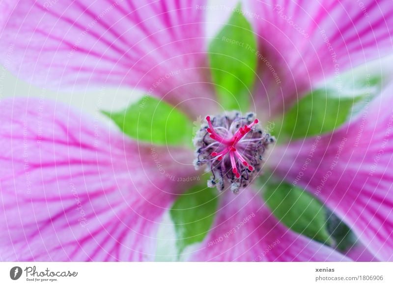 Makroaufnahme einer Kapmalve in Rosa Blume Blüte Scheinmalve Liebesbaum Malvengewächse grau grün rosa Malva capensis Anisodontea capensis Schwache Tiefenschärfe