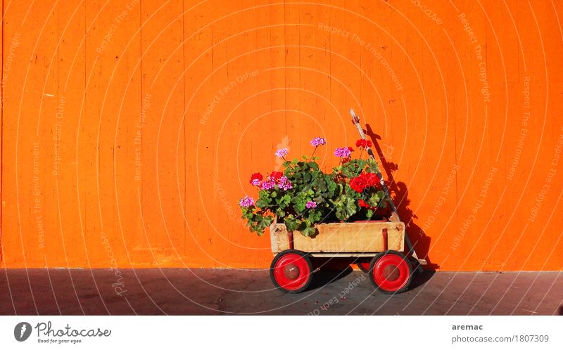 Flower Power Pflanze Frühling Blume Topfpflanze Mauer Wand Fassade Anhänger Handwagen orange Güterverkehr & Logistik Farbfoto mehrfarbig Außenaufnahme