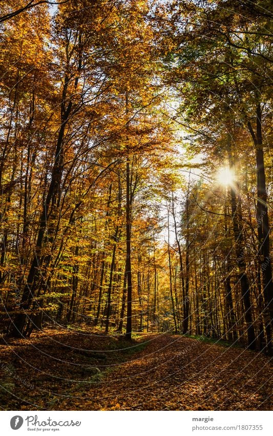 Weg im Herbstwald mit Sonne Natur Schönes Wetter Baum Blatt Wald gelb herbstlich Herbstlaub Herbstfärbung Herbstwetter Herbstlandschaft Wege & Pfade Wegbiegung