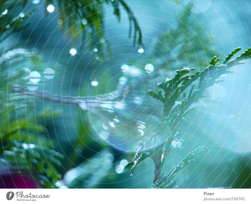 Sommerregentraum Farbfoto Außenaufnahme Tag Natur Pflanze Wassertropfen Wetter Regen Baum Sträucher außergewöhnlich glänzend nass grün bizarr Vergänglichkeit