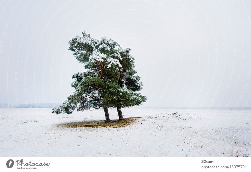 Ein Bäumchen steht... Winter Umwelt Natur Landschaft schlechtes Wetter Eis Frost Schnee Baum Heide einfach kalt nachhaltig natürlich trist grün weiß Einsamkeit