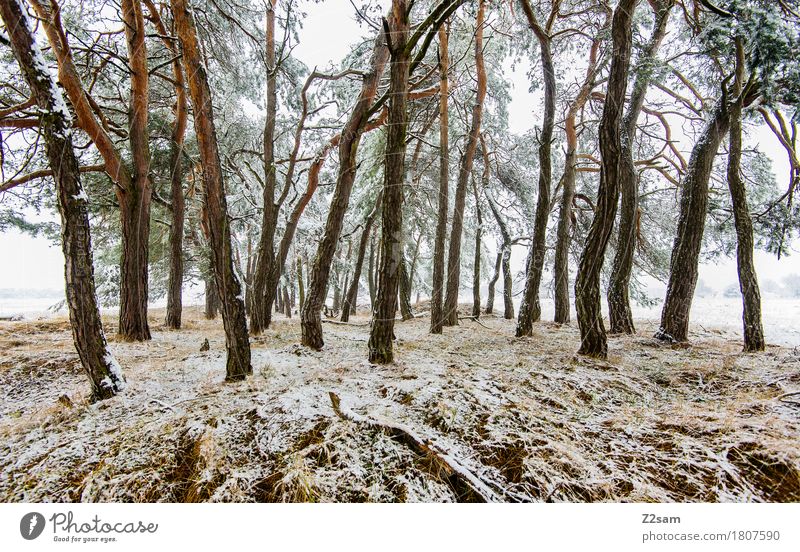 Nachzügler Winter Umwelt Natur Landschaft schlechtes Wetter Eis Frost Baum Wald bedrohlich einfach kalt trist weiß Idylle nachhaltig Umweltschutz