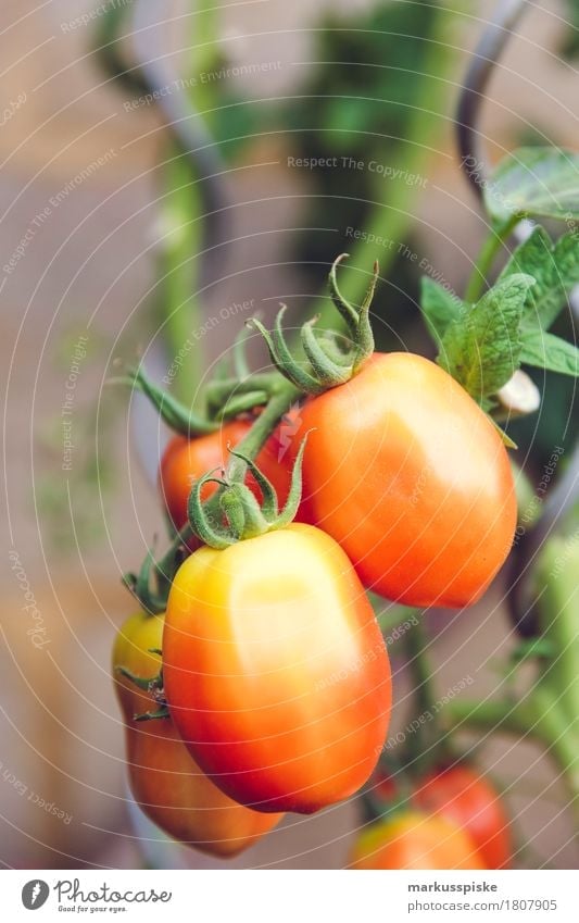 frische bio tomaten urban gardening Lebensmittel Gemüse Tomate Tomatenplantage tomatenstrauch frühreif Ernte Ernährung Essen Mittagessen Picknick Bioprodukte