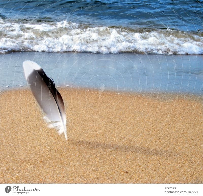 Federleicht Farbfoto Außenaufnahme Nahaufnahme Detailaufnahme Tag Schatten Sonnenlicht Starke Tiefenschärfe Sommerurlaub Strand Meer Natur Tier Sand Wellen