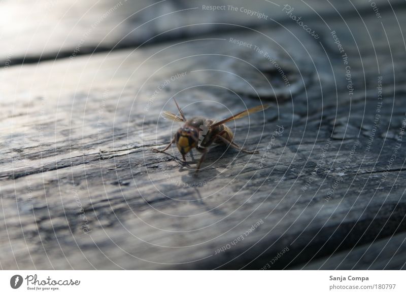 Standbein Farbfoto Außenaufnahme Bewegungsunschärfe Blick nach unten Natur Biene Flügel 1 Tier krabbeln stehen warten Aggression bedrohlich Neugier oben wild