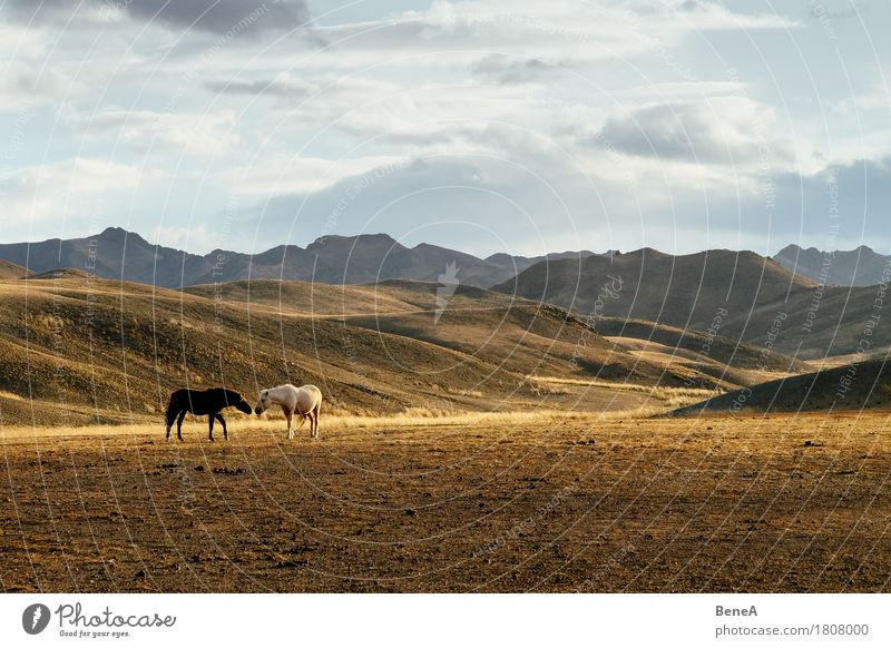 Pferdekuss Ferne Freiheit Expedition Umwelt Natur Landschaft Himmel Herbst Berge u. Gebirge Wüste Gobi Steppe Mongolei Menschenleer Tier Haustier Nutztier