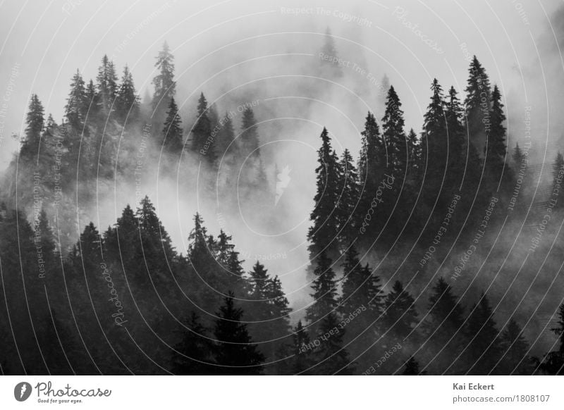 Berge, Wald und Nebel II Natur Landschaft schlechtes Wetter Baum Alpen Berge u. Gebirge ästhetisch natürlich Stimmung Kraft ruhig Trauer Schmerz Abenteuer