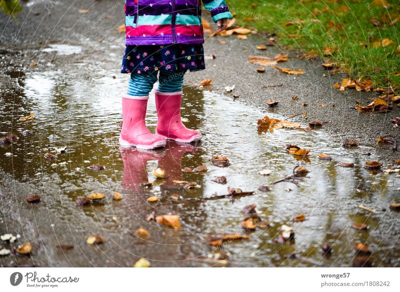 Regentrude I Kind Kleinkind Mädchen 1 Mensch 1-3 Jahre Herbst Gras Kastanie Park stehen warten klein nass mehrfarbig herbstlich Pfütze Gummistiefel rosa