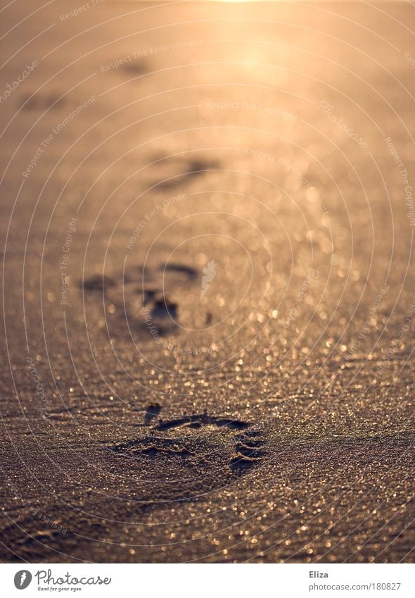 Fußspuren im golden glitzernden Sand Strand gehen laufen frei Optimismus Willensstärke Mut Tatkraft Warmherzigkeit achtsam Barfuß Sandstrand Spuren Unschärfe