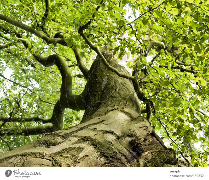 Uralte Buche Baum Blatt trunk crown of tree Wald crust wood Ast Geäst Umweltschutz green lung old giant age-old Gesundheit strength floral dendritic Vernetzung
