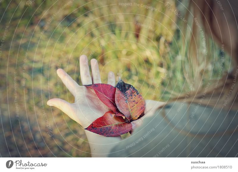 kinderhände V Hand Finger Kind Haare & Frisuren Mädchen Außenaufnahme Sommer Wiese Herbst Blatt Natur Blick entdecken festhalten Kindheit natürlich