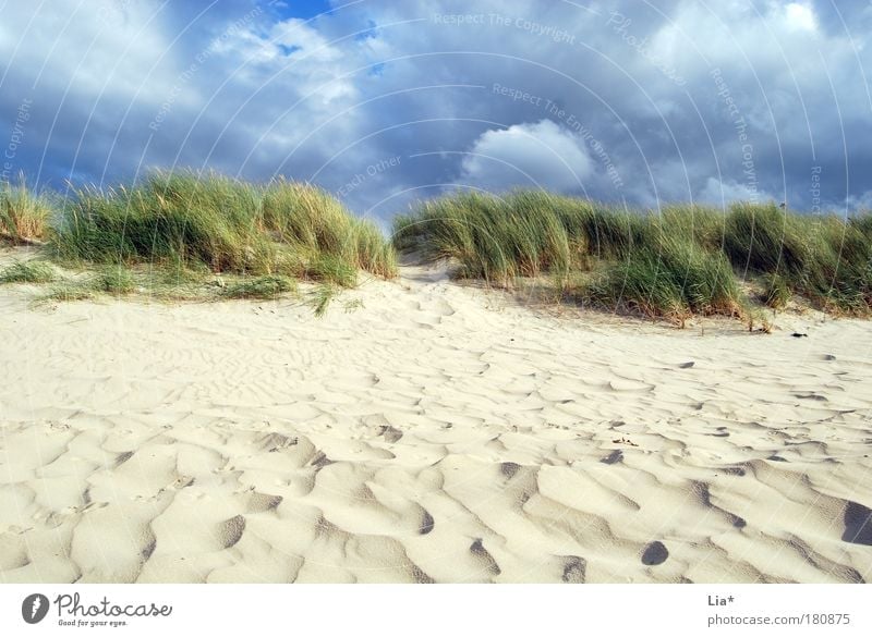 ich will wieder an die Nordsee Ferien & Urlaub & Reisen Strand Meer Umwelt Natur Sand Wolken Wind Gras Dünengras Stranddüne Erholung Landschaftsformen