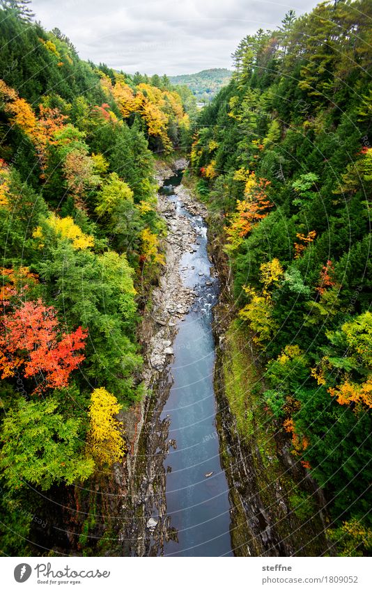 Foliage I Natur Landschaft Pflanze Herbst Schönes Wetter Baum Schlucht Fluss ästhetisch USA Neuengland Vermont Färbung Laubwald foliage Ahorn
