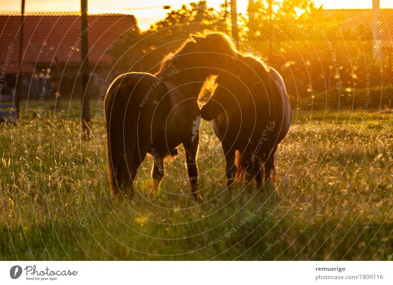 Zwei Ponys spielen Sommer Natur Tier Gras Pferd Fressen klein Colt Bauernhof Zaun Feld Lichtschein Fohlen Mähne Weide Ranch Sonnenuntergang Leitwerke Europa