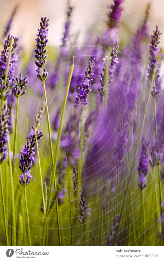 Lavendel Sommer Natur Pflanze Blume Blüte Blühend Duft Wachstum natürlich grün violett Frühlingsgefühle friedlich Reinheit Idylle rein Umwelt Provence Farbfoto