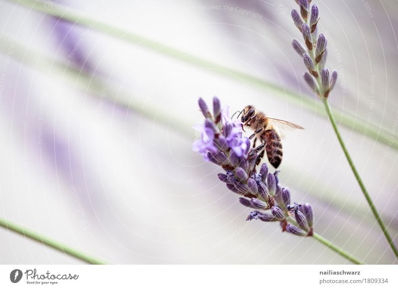 Lavendel und Biene Sommer Umwelt Natur Pflanze Tier Frühling Blume Blüte Garten Park Nutztier Insekt 1 Arbeit & Erwerbstätigkeit berühren Blühend Duft Fressen